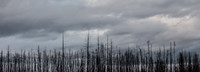 Burnt Forest