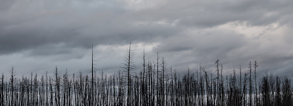 Burnt Forest
