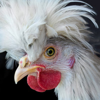 Funky Chicken
