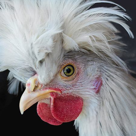 Funky Chicken