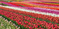 Tulip Carpet