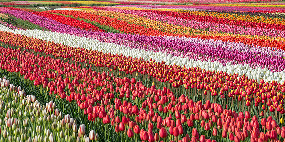 Tulip Carpet