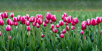 Row of Pink