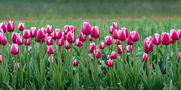 Row of Pink