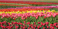 Field of Tulips