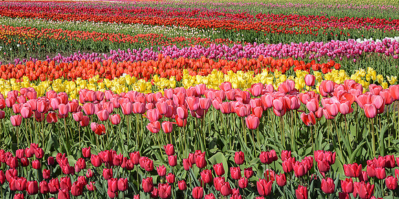 Field of Tulips