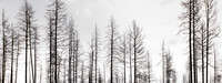 After the Fire