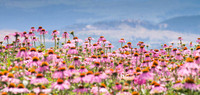 Pink Sunshine