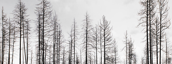 After the Fire