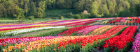 Tulip Landscape