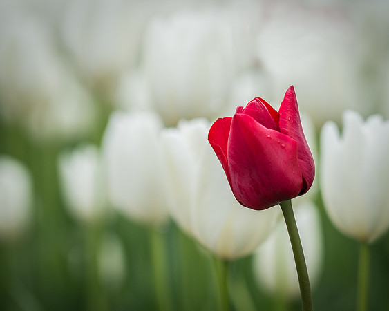 Stand Out Tulip