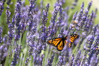 Monarch in Lavender
