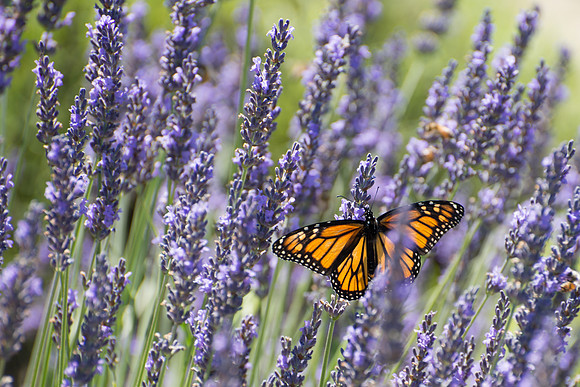 Monarch in Lavender