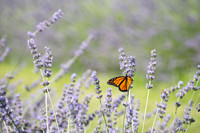 Lavender Field