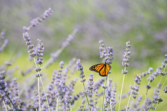 Lavender Field