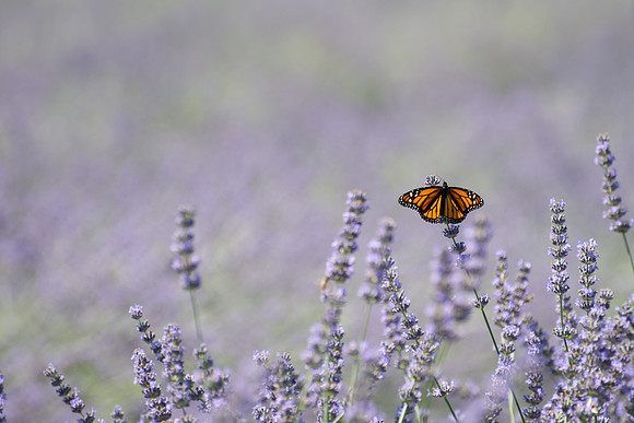 Solitary Monarch