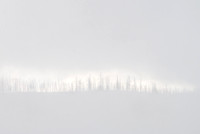 Trees in Fog