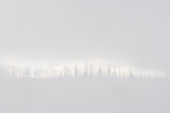 Trees in Fog