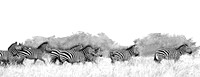 Field of Zebras