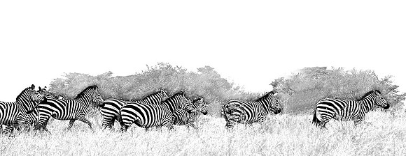 Field of Zebras
